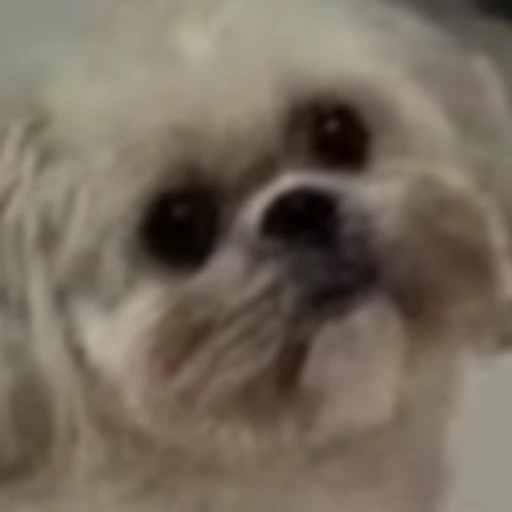 My small white fluffy dog looking towards the camera in a guilty manner (he did nothing wrong, he's the bestest boy)